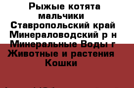 Рыжые котята мальчики - Ставропольский край, Минераловодский р-н, Минеральные Воды г. Животные и растения » Кошки   